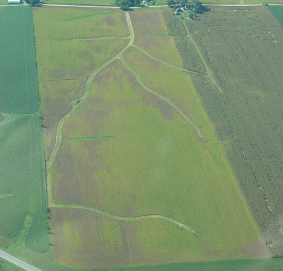 sintomo sindrome della morte improvvisa della soia