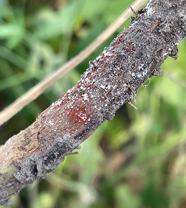 sintomo sindrome della morte improvvisa della soia