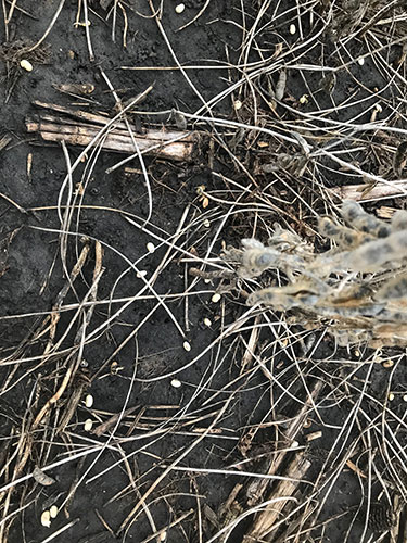 rottura dei baccelli e pre-germinazione dei semi di soia