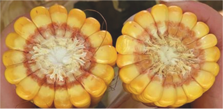 Differenze morfologiche tra mais BMR e mais convenzionali