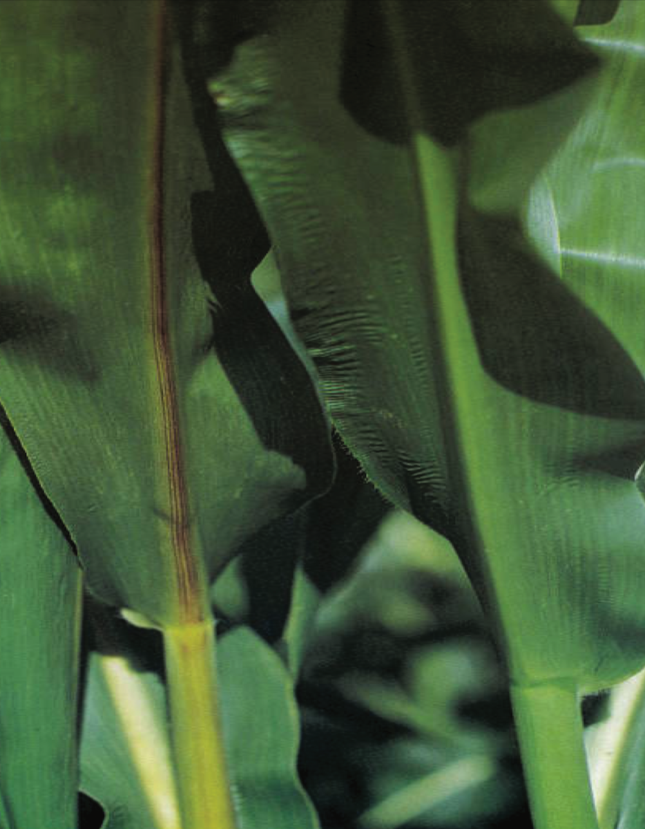 Differenze morfologiche tra mais BMR e mais convenzionali