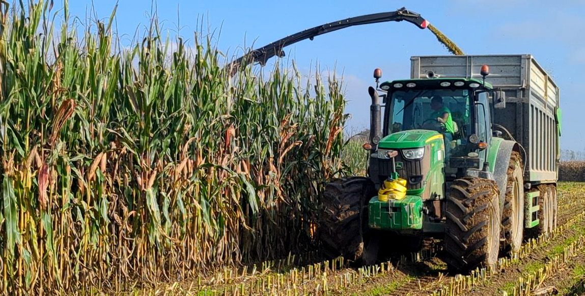 trinciatura del mais