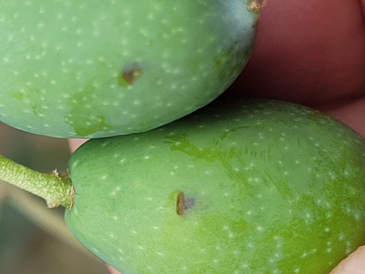 danno da mosca dell'olivo