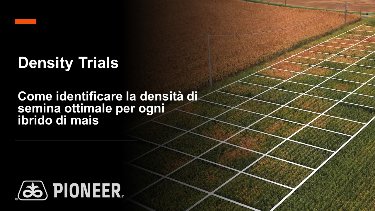 Immagine di anteprima del video