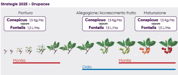 strategia per l'uso del fungicida Conspicuo