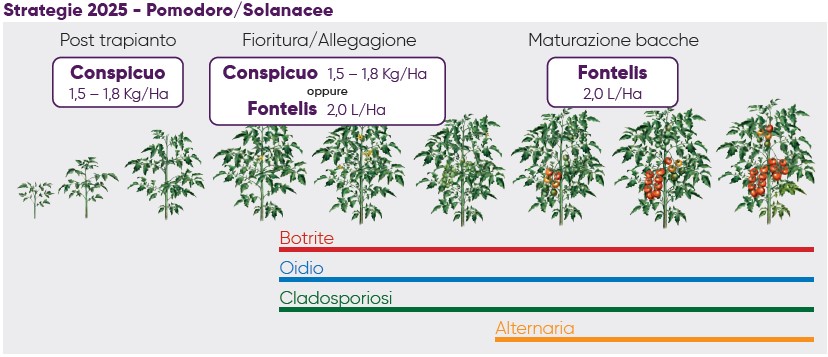 strategia per l'uso del fungicida Conspicuo