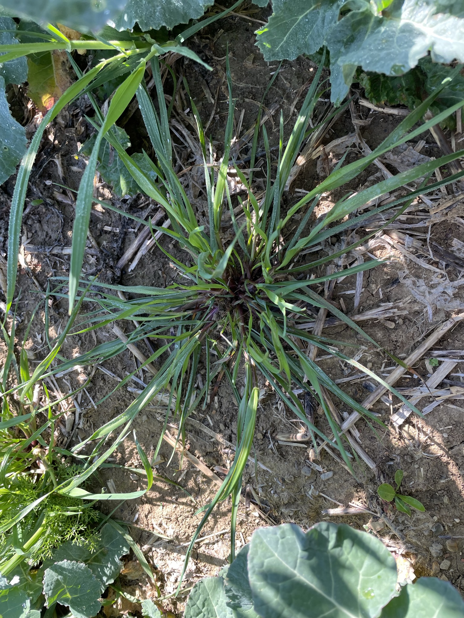 infestazione da loietto