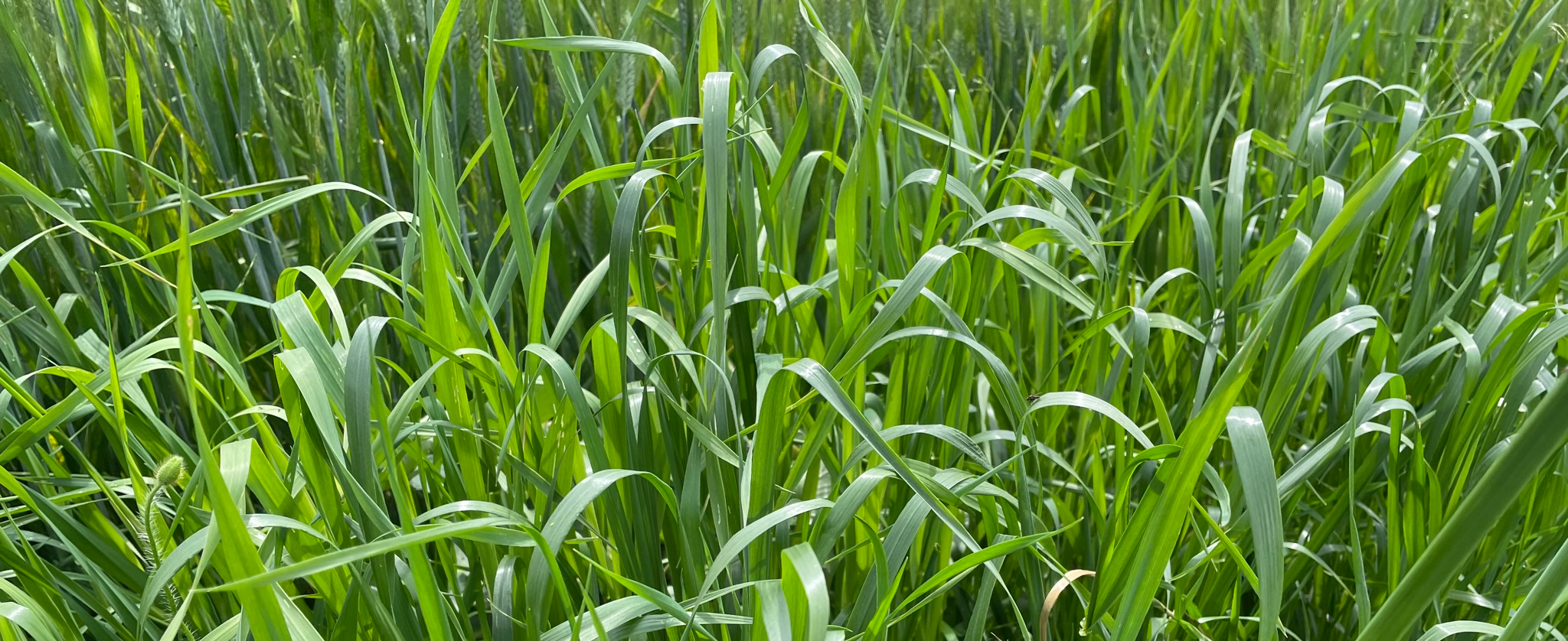 infestazione da avena