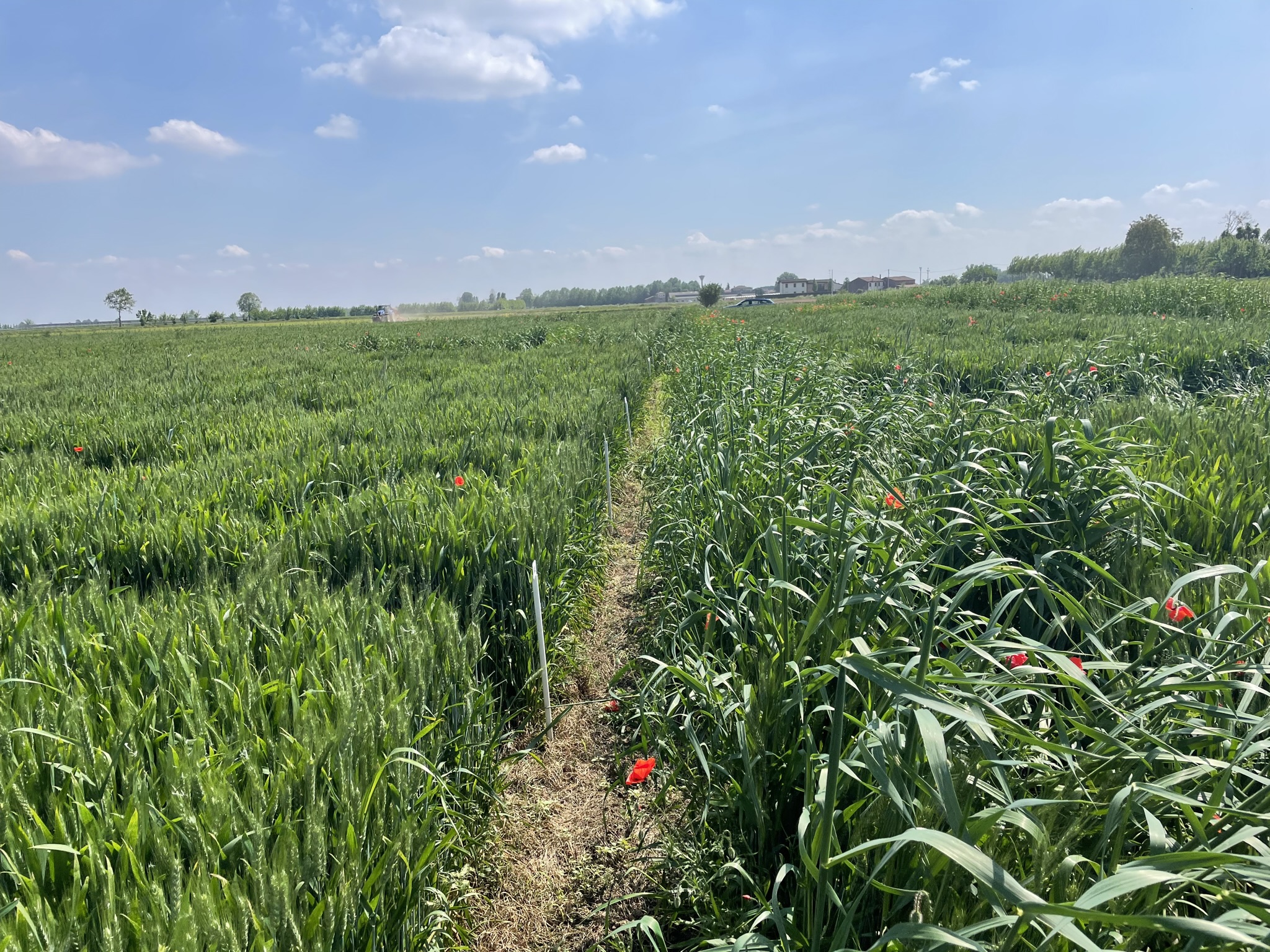 infestazione da avena