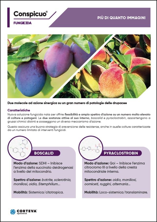 Anteprima della brochure del fungicida Conspicuo per drupacee