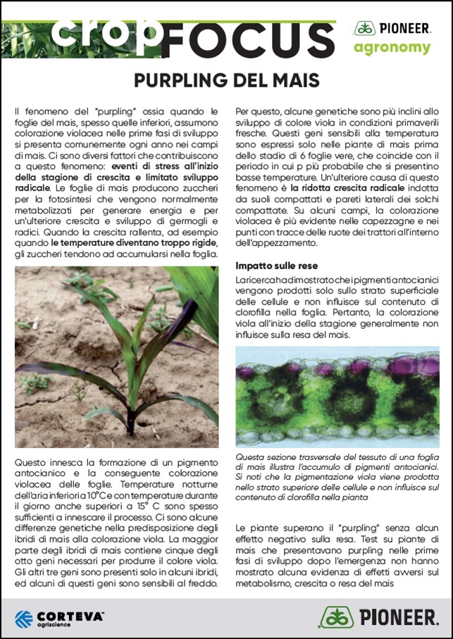 Immagine di anteprima dell'articolo