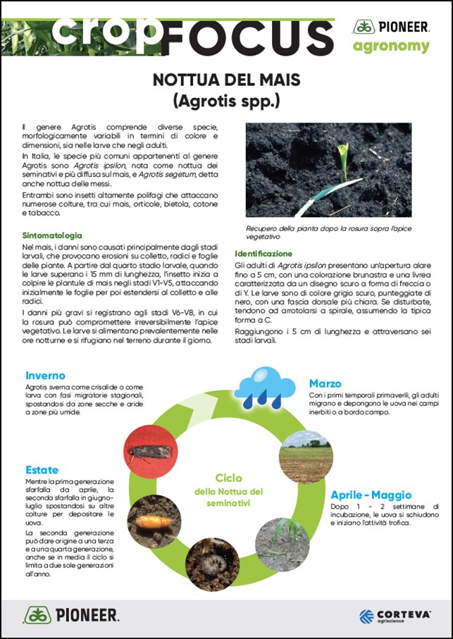 Immagine di anteprima dell'articolo