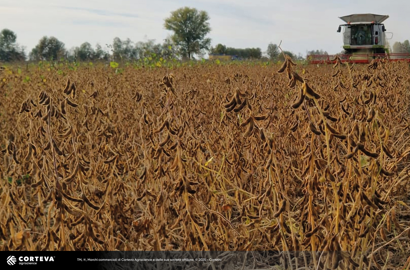 Foto della varietà di soia Pioneer P005A74