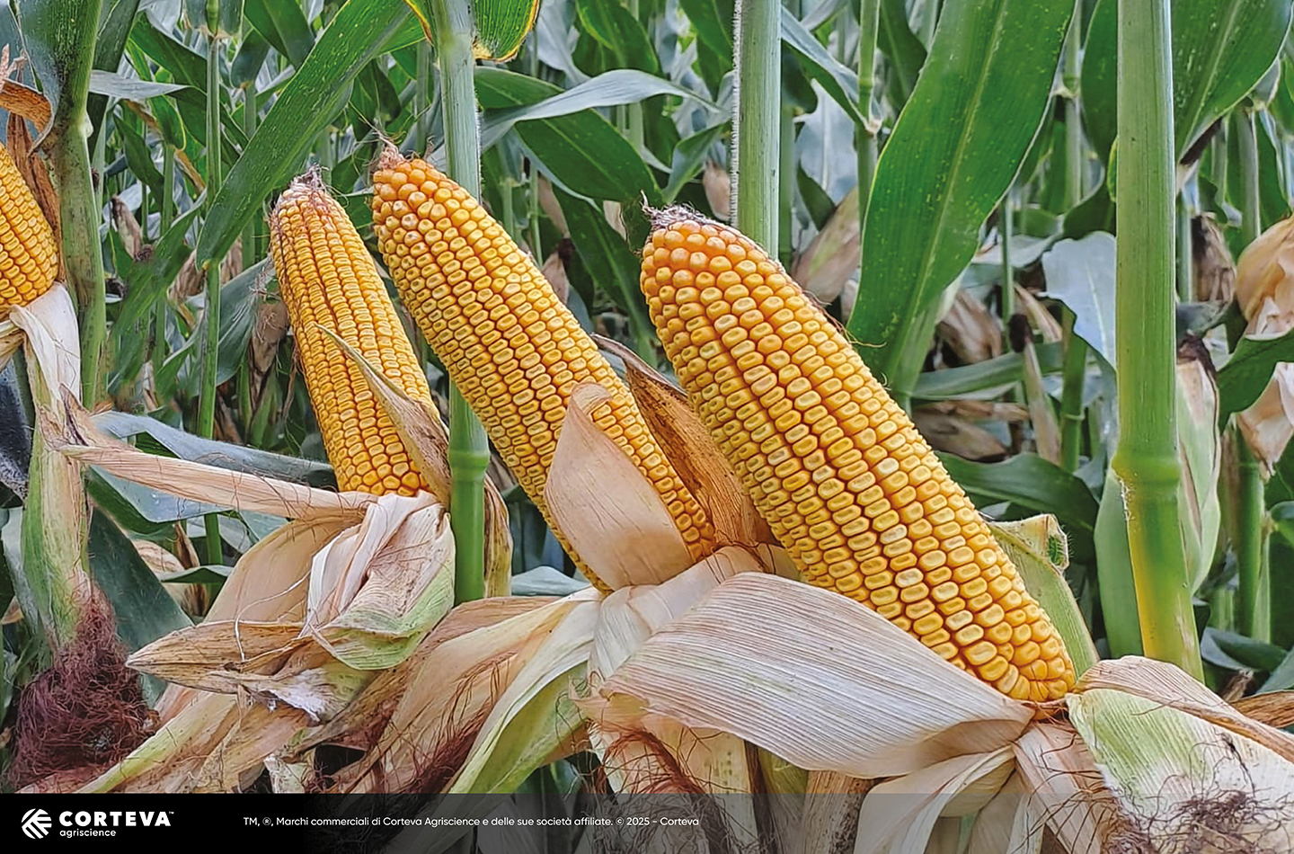 Foto dell'ibrido di mais Pioneer P0551