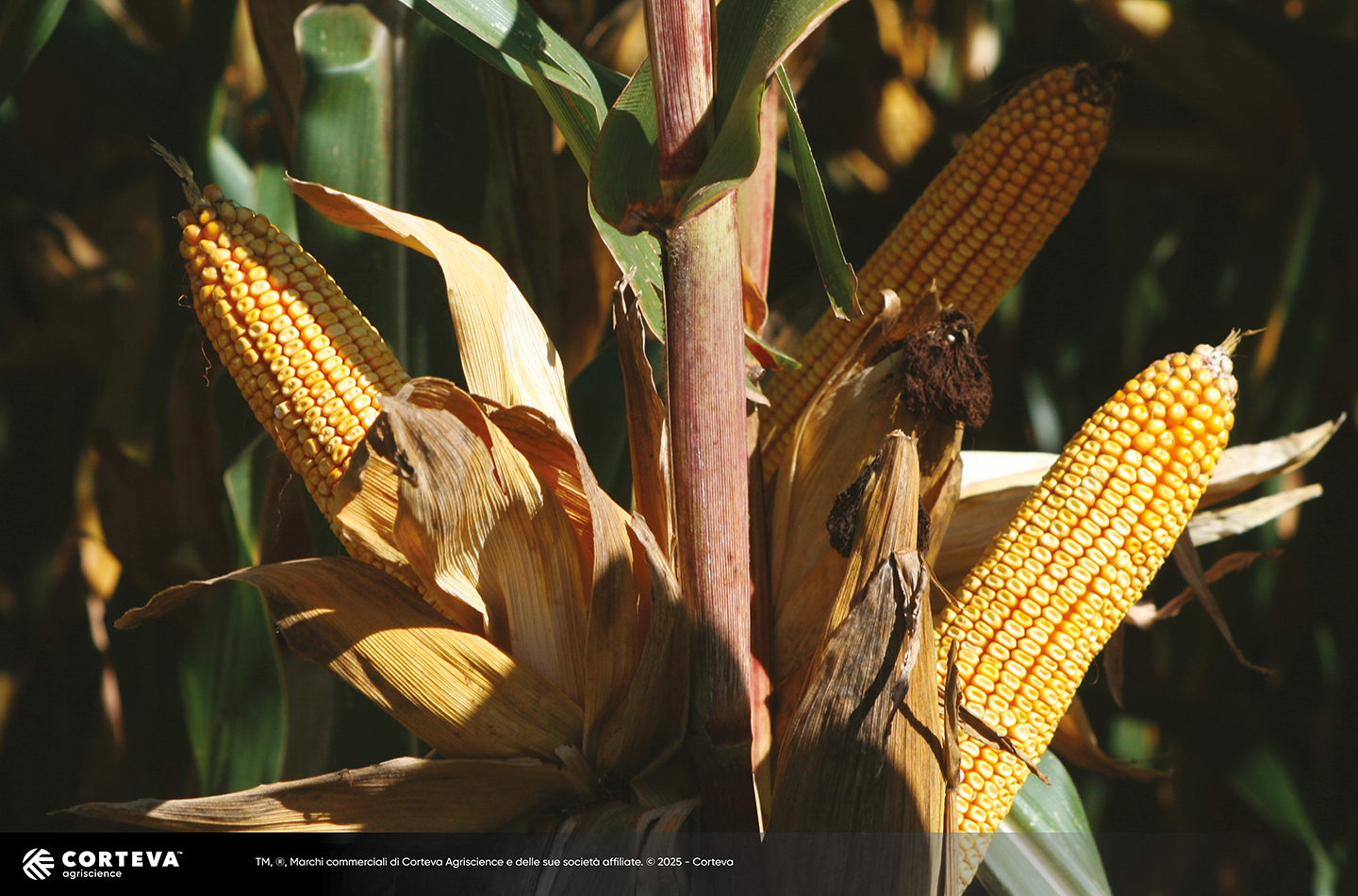Foto dell'ibrido di mais Pioneer P0900