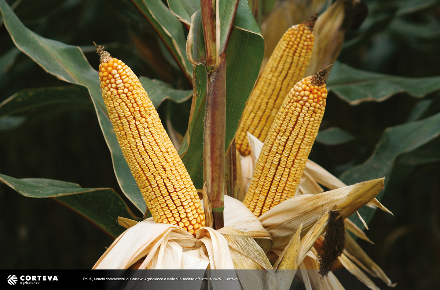 Foto dell'ibrido di mais Pioneer waxy P0937E