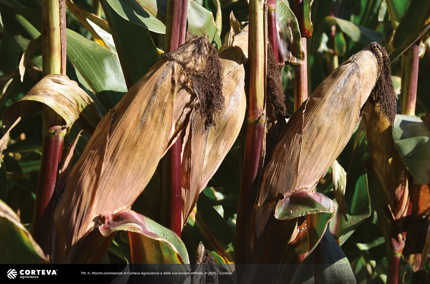 Foto dell'ibrido di mais Pioneer P0943