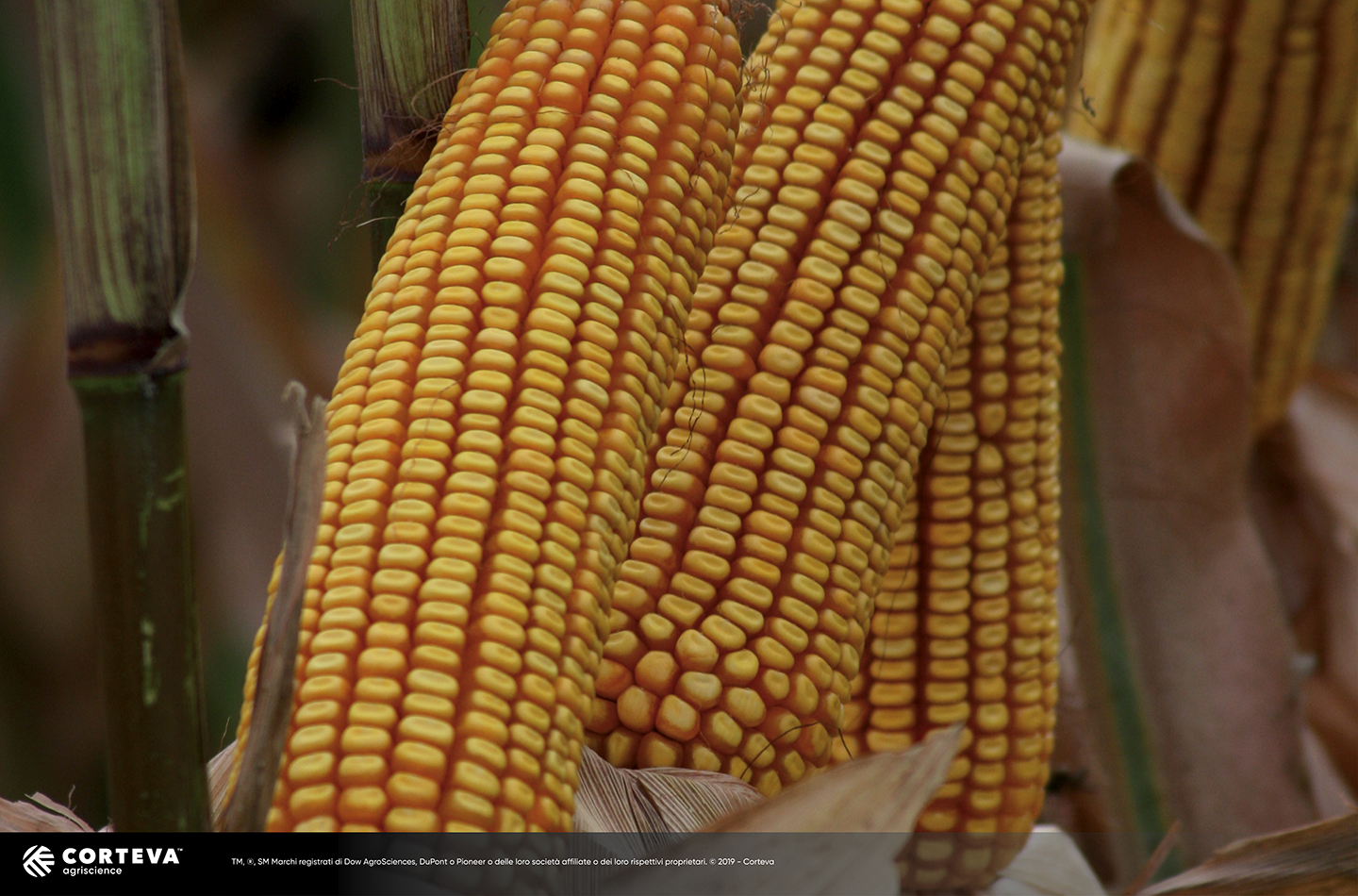 Foto dell'ibrido di mais Pioneer waxy P1547E