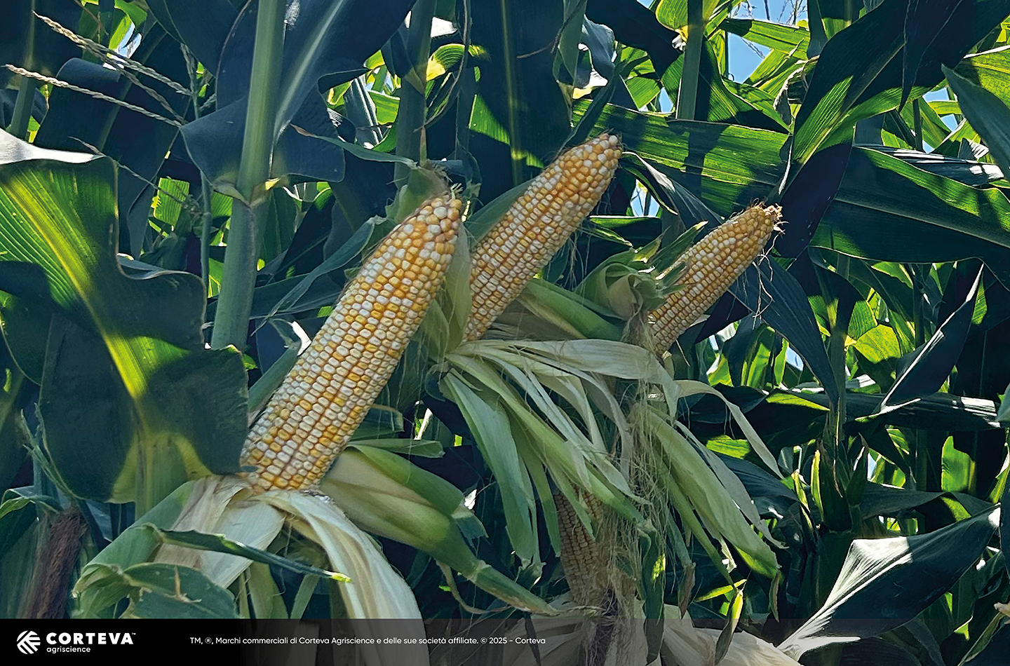 Foto dell'ibrido di mais Pioneer P2183