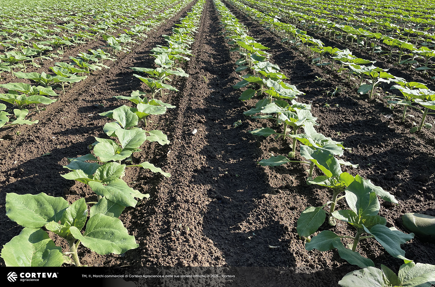 ibrido di Girasole Pioneer P64LE185