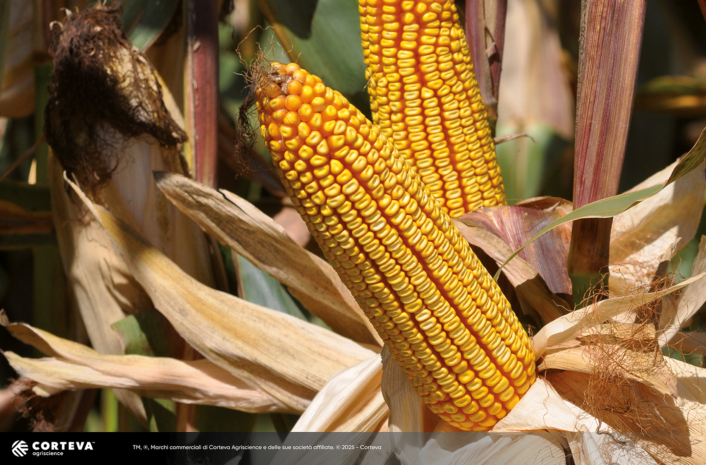 Foto dell'ibrido di mais Pioneer P9241