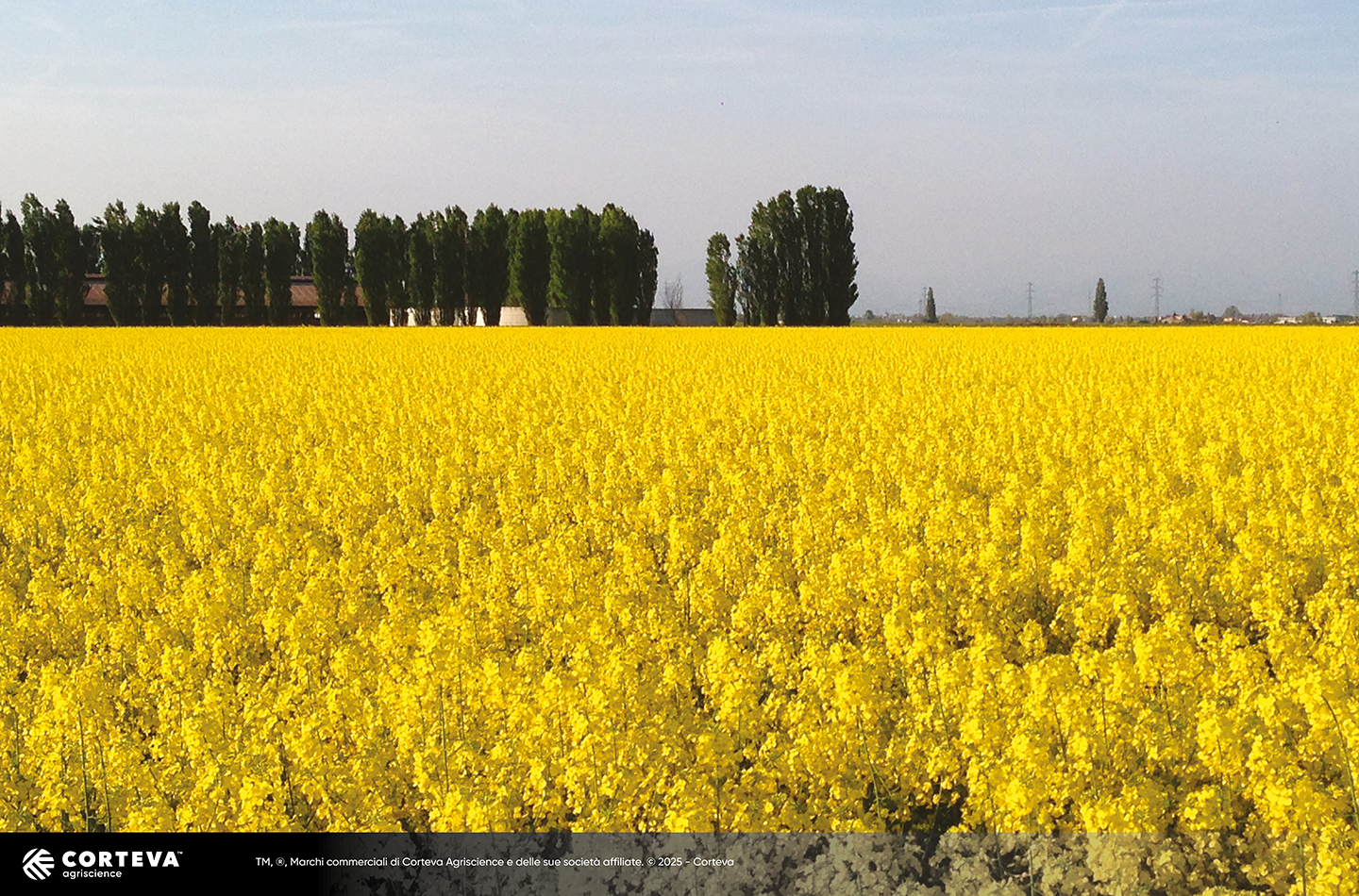 ibrido di colza Pioneer PT279CL