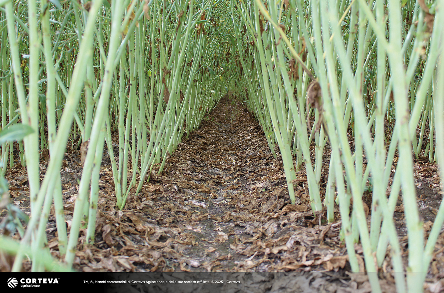 ibrido di colza Pioneer PT303