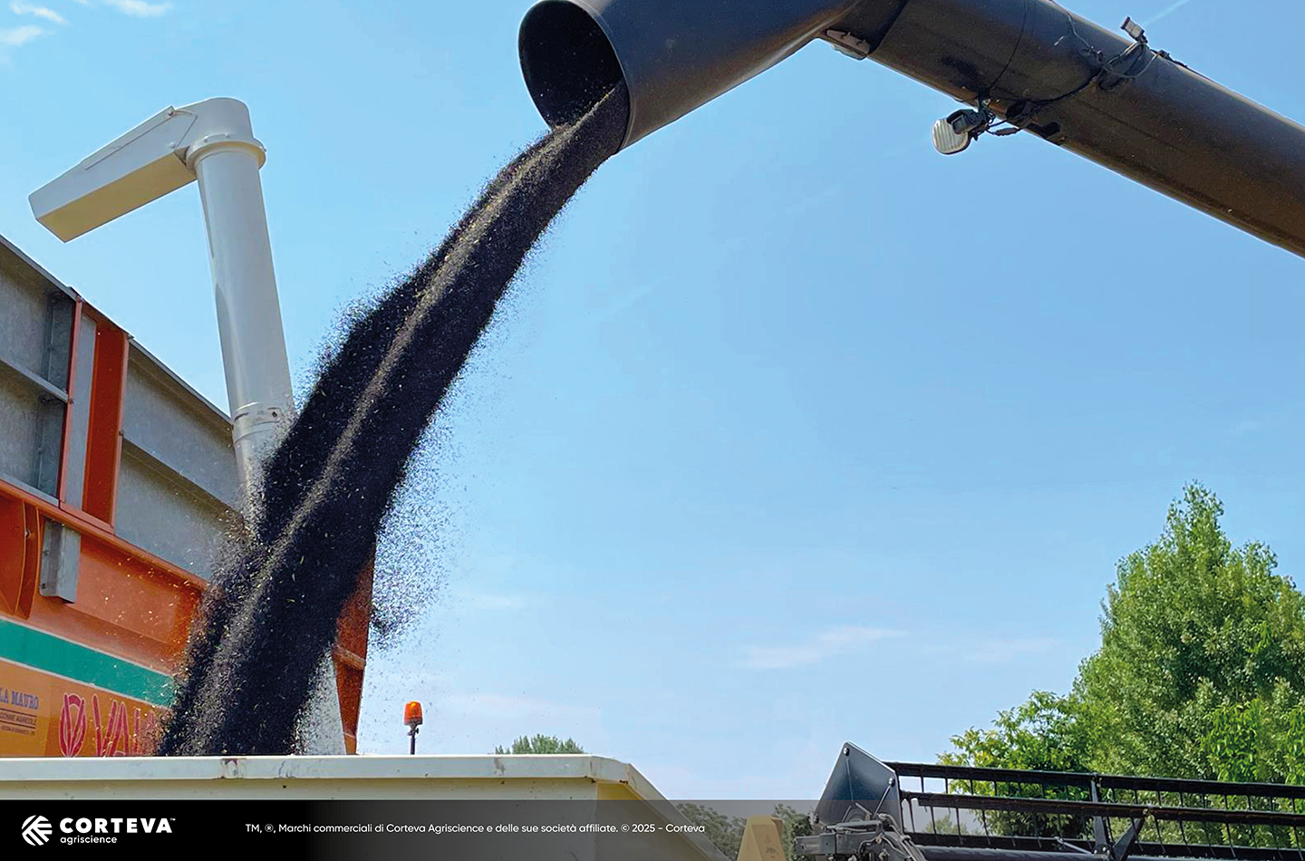 ibrido di colza Pioneer PT315