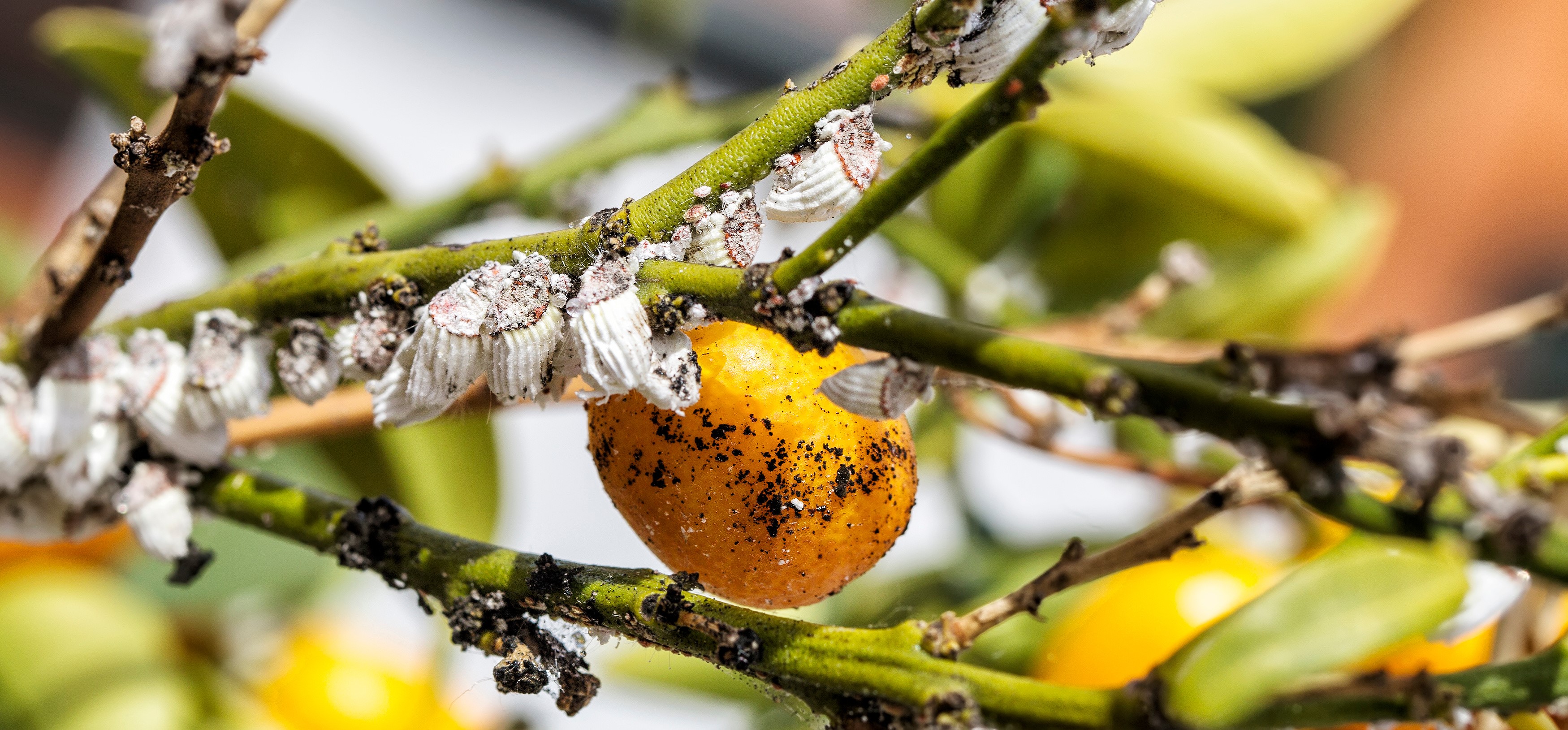 agrumi colpiti dall'insetto