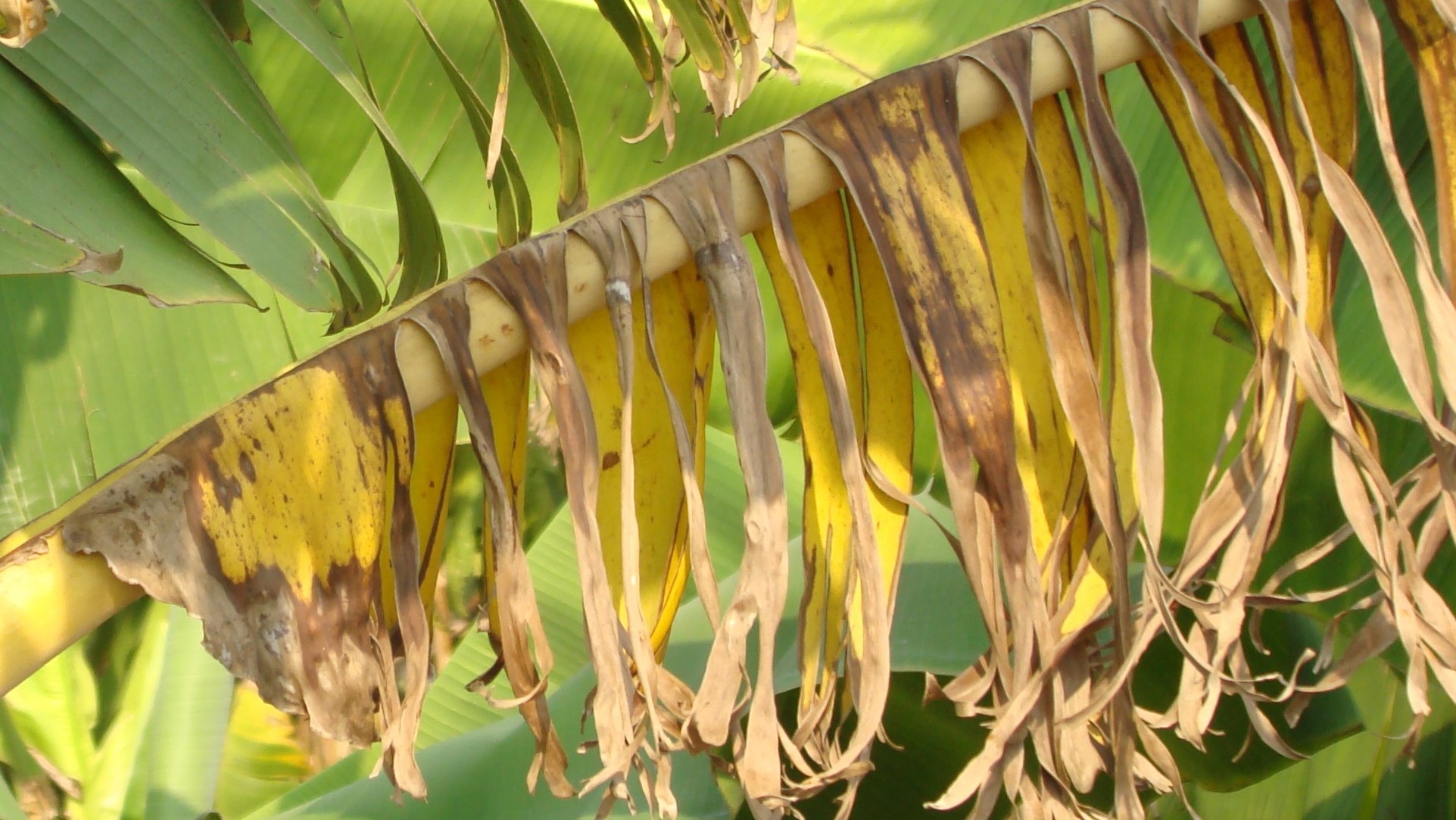 banano con sintomi della malattia