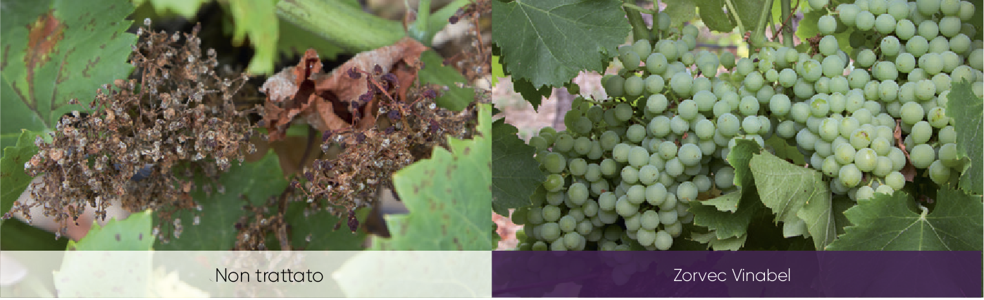 efficacia di Zorvec active