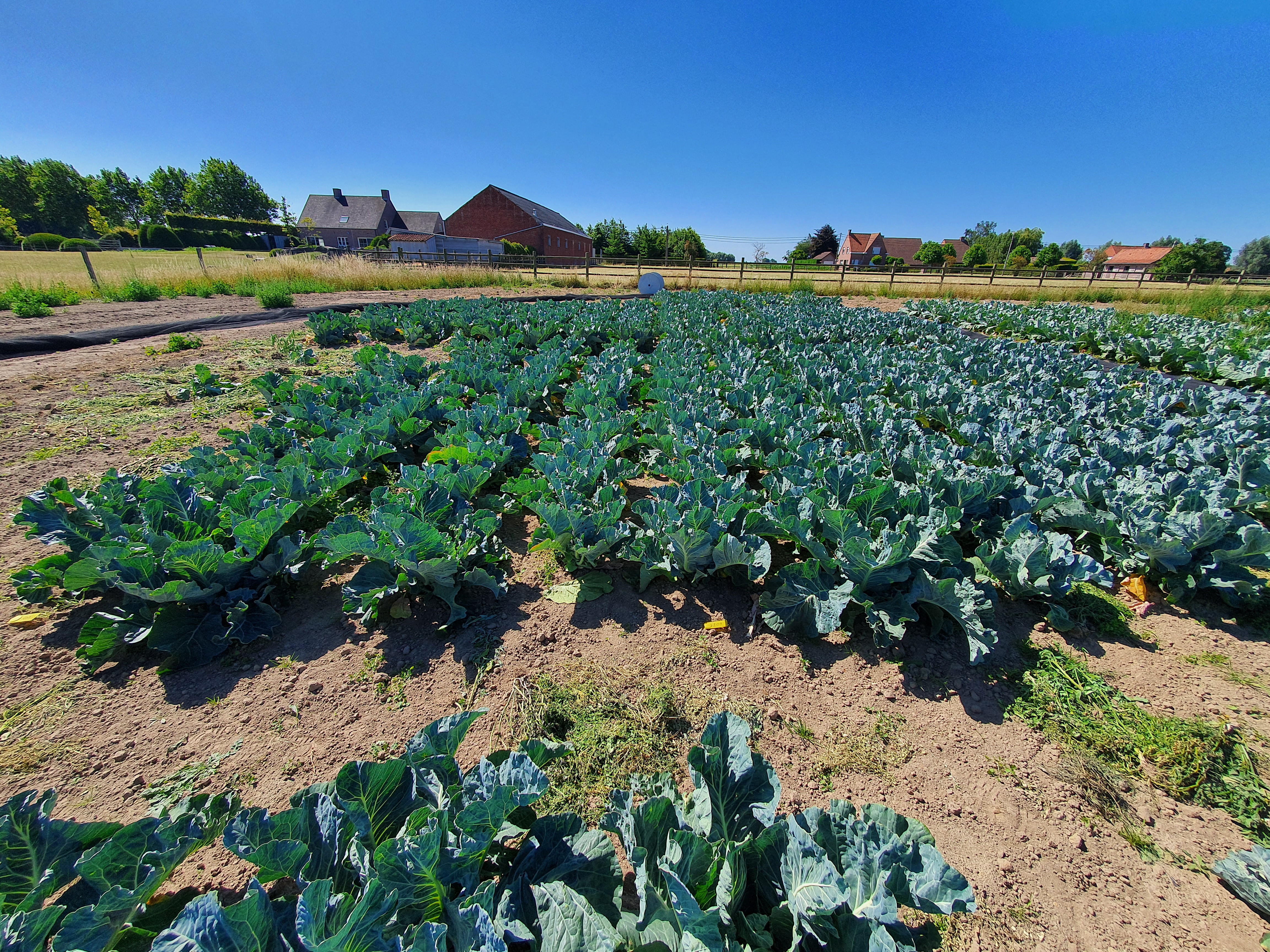 Utrisha Rhizo bloemkool