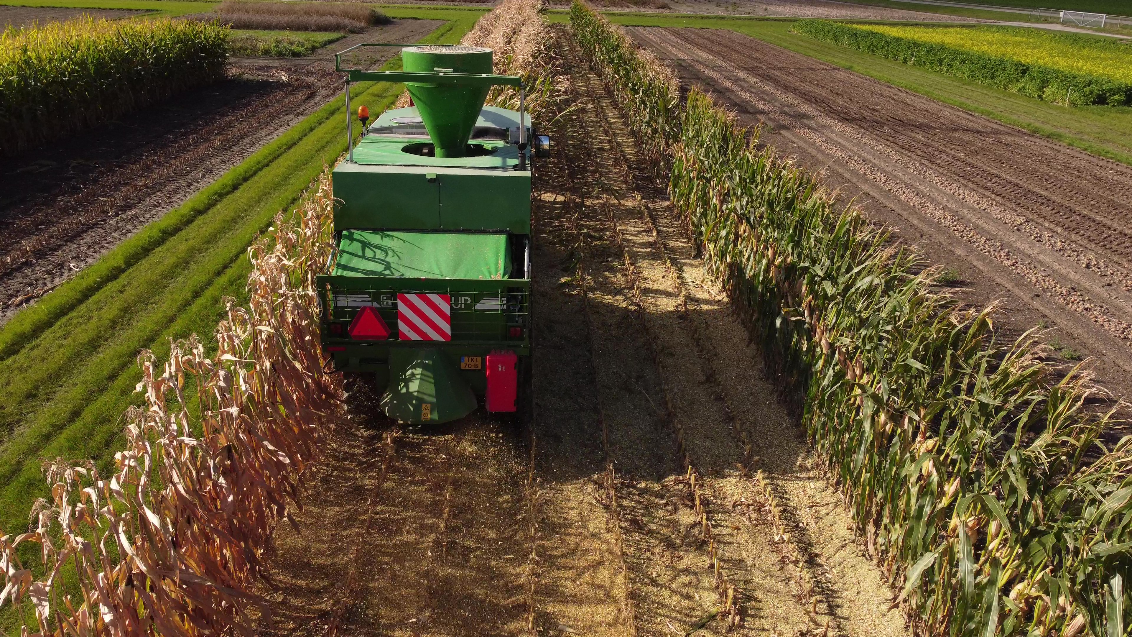 BlueN verschil mais hakselen links onbehandeld rechts behandeld