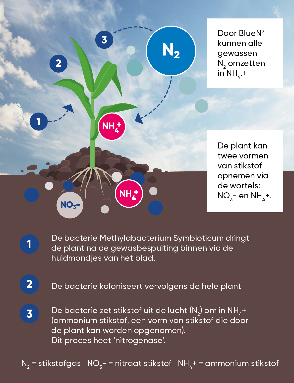 BlueN bladbehandeling maisplant