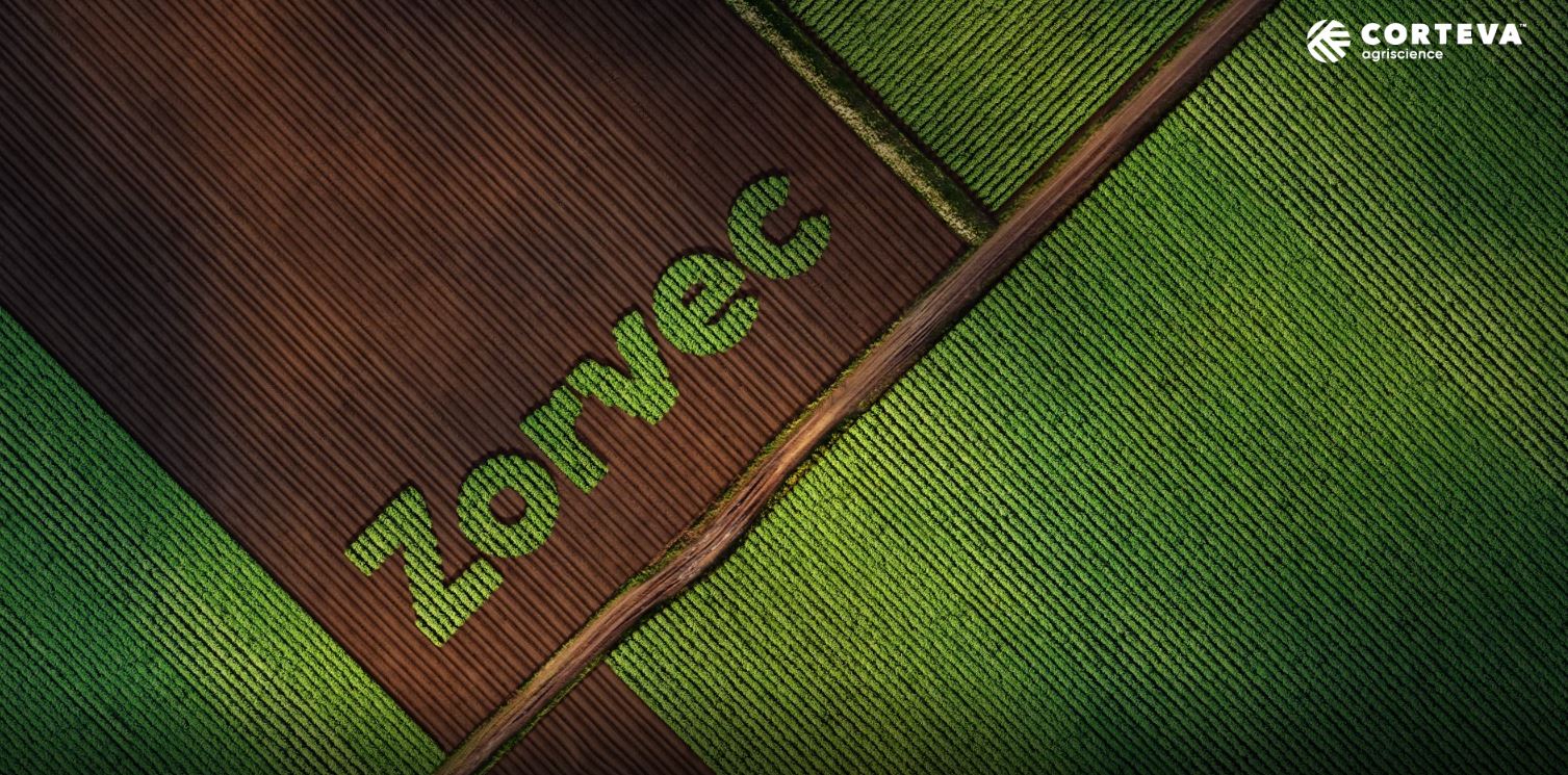 Så här skyddar Zorvec din potatis