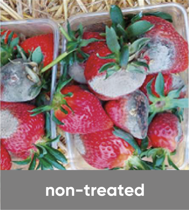 two batches of strawberries side-by-side, one non-treated (moldy), the other treated (clean)