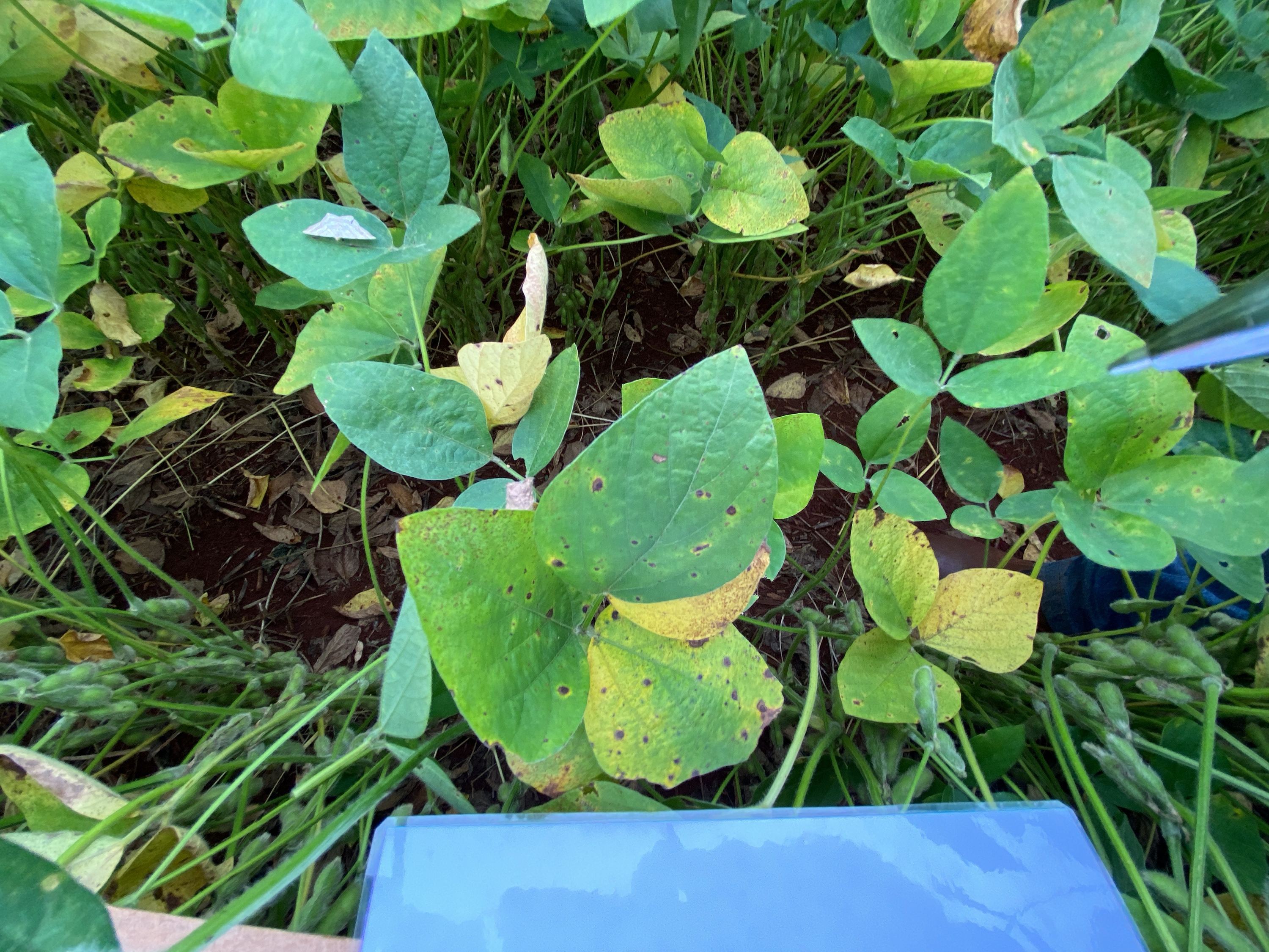 soybean diseases