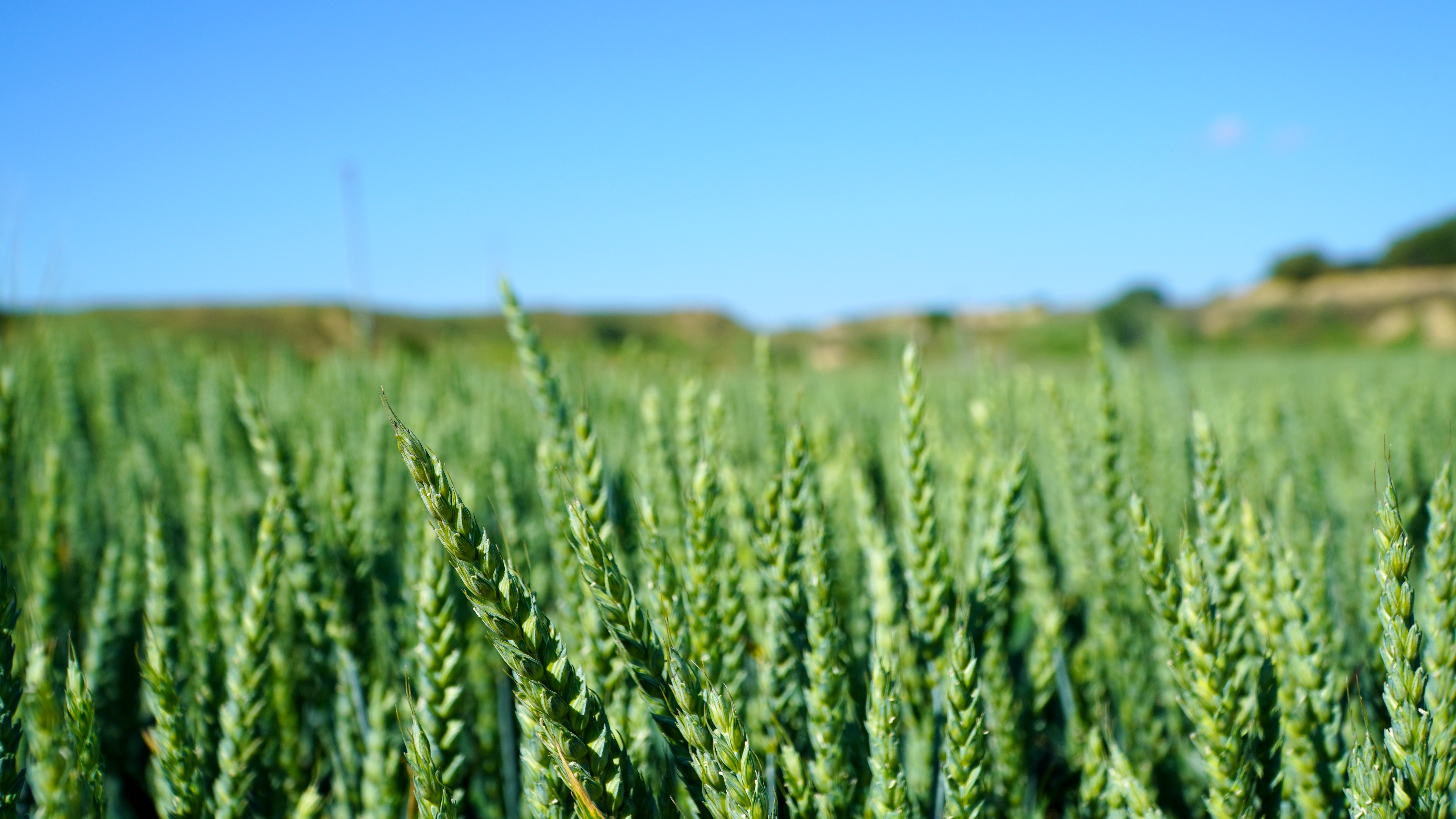 fungicides_STR06