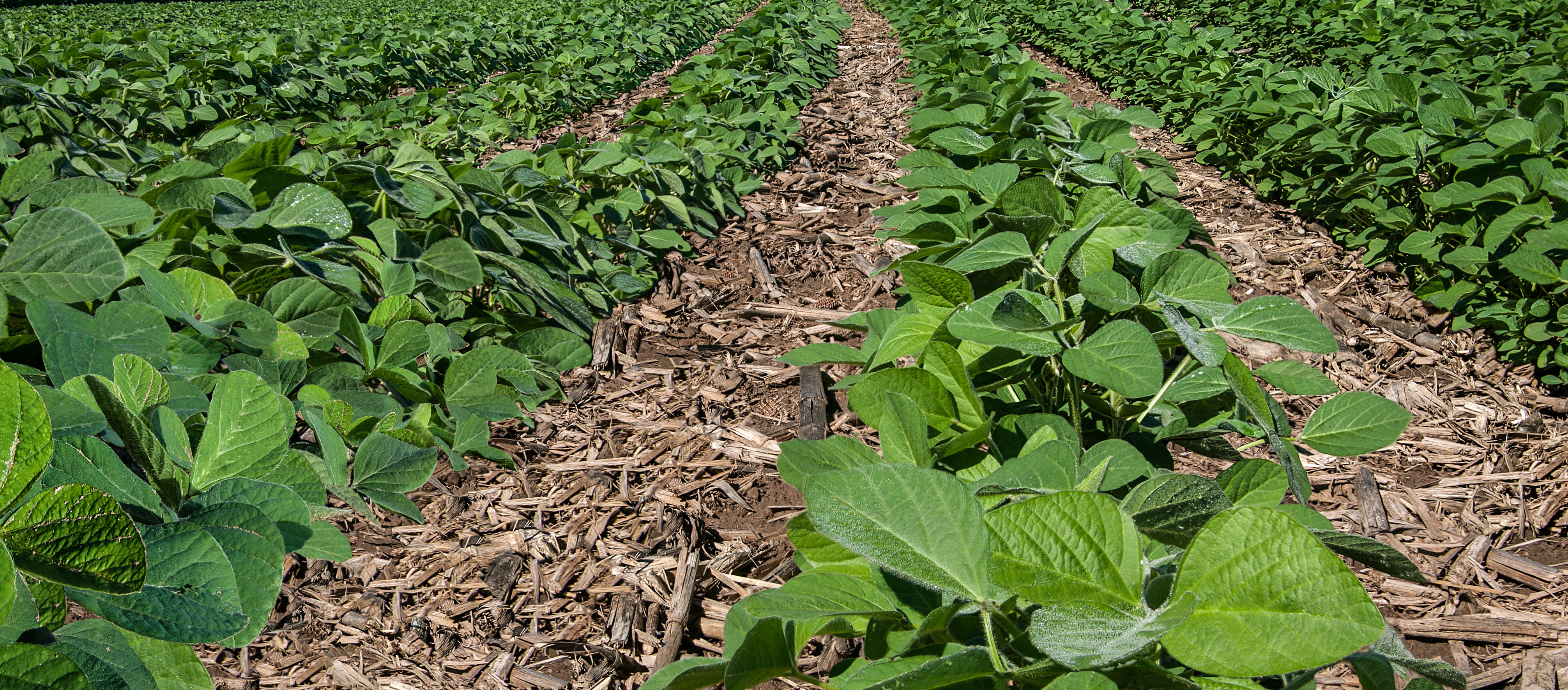 fungicides_STR06