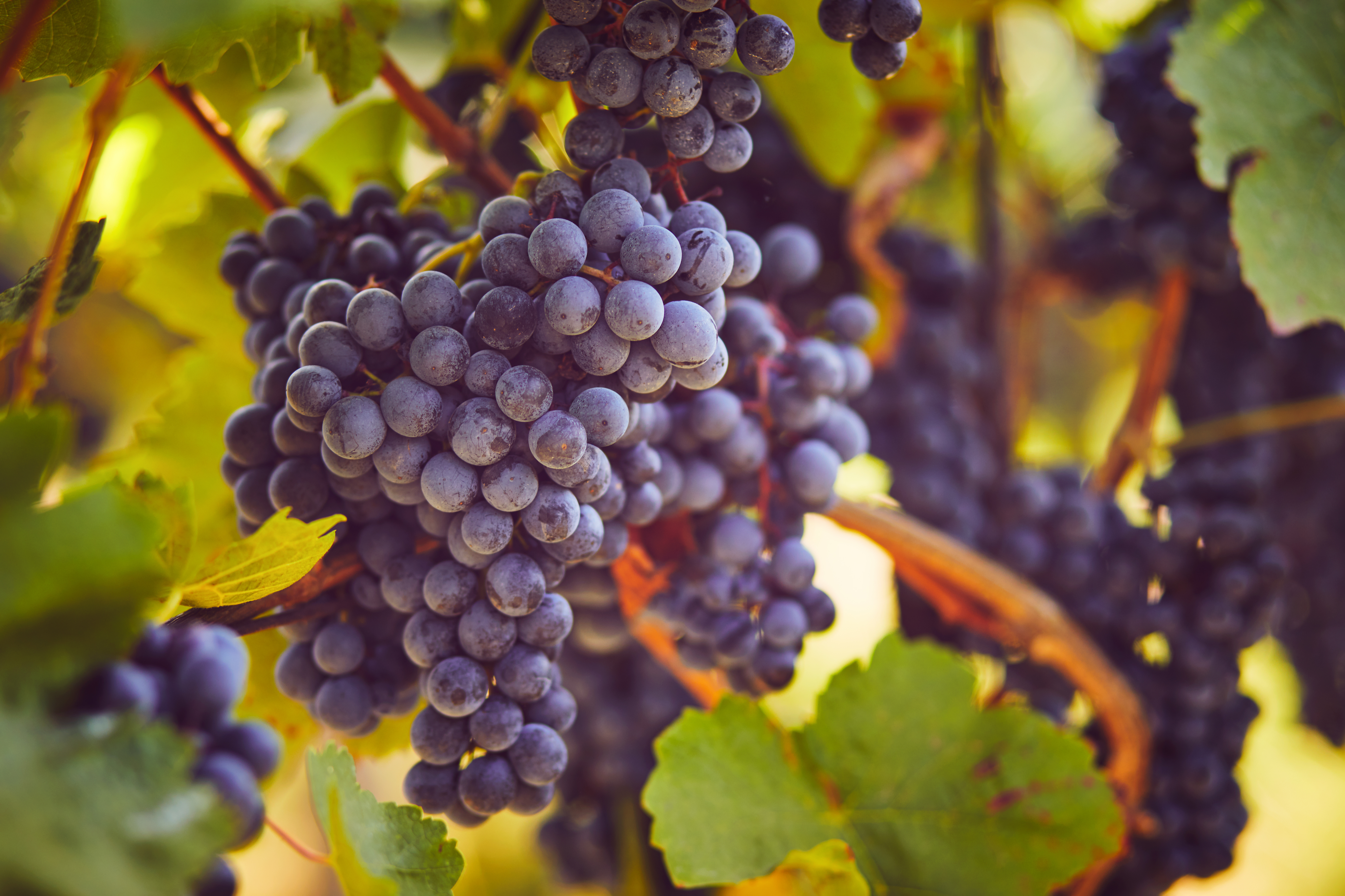 Close-up of several ripe blue-purple grape clusters hanging from a vine among green leaves, illuminated by warm golden sunlight.