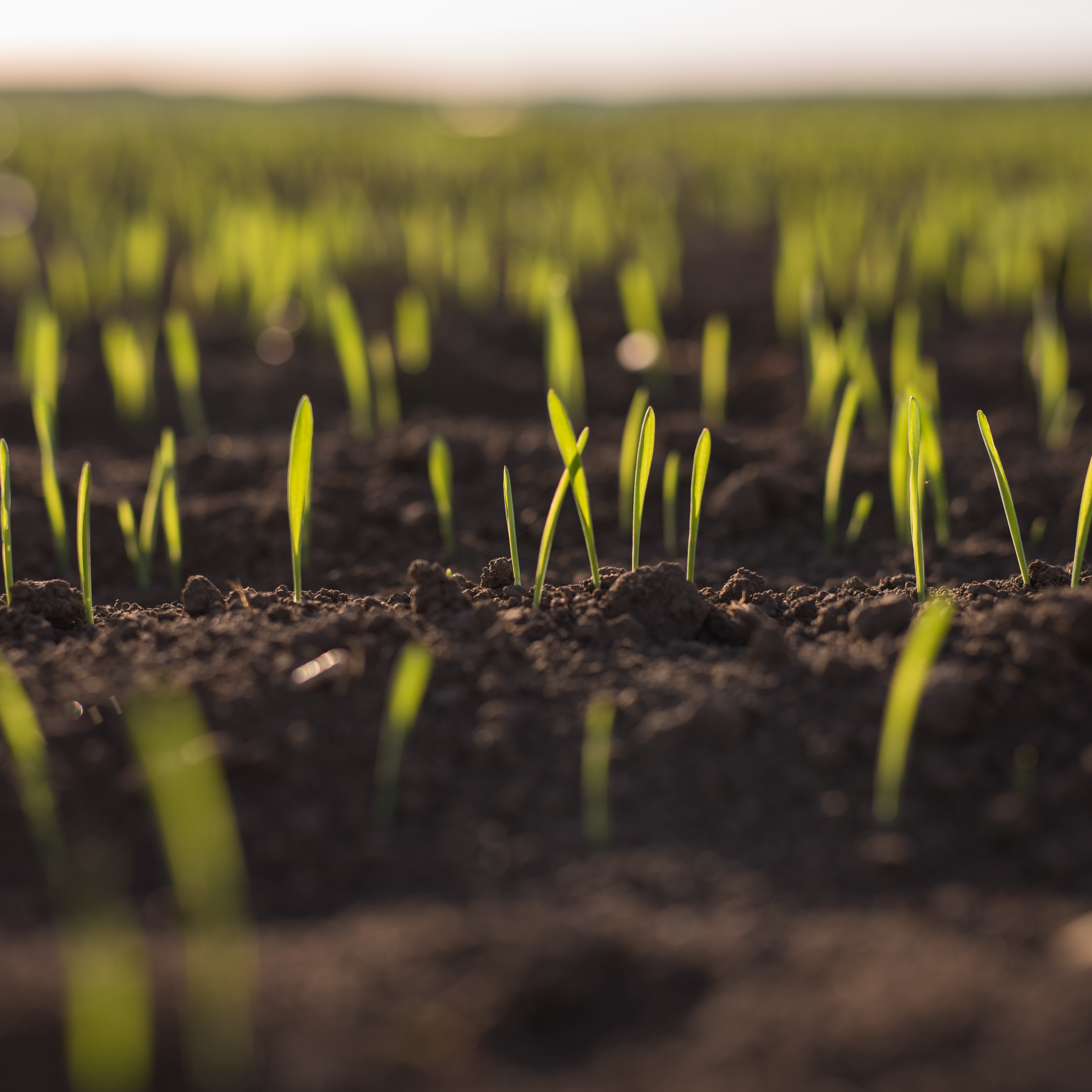 Land with several sprouts growing