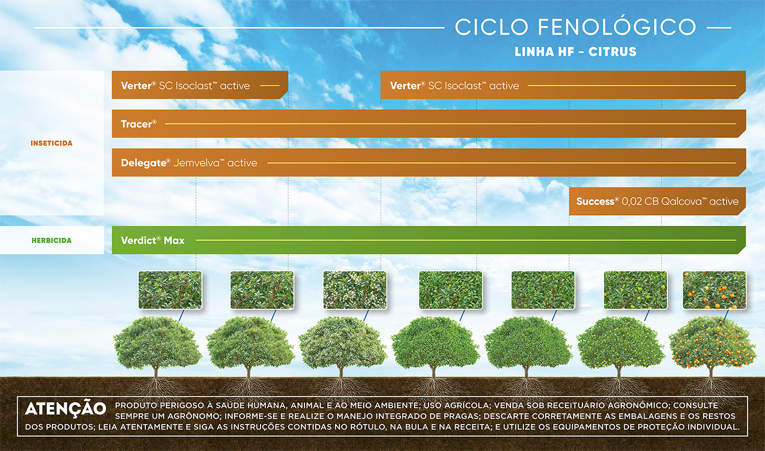 Ciclo Fenológico Citrus