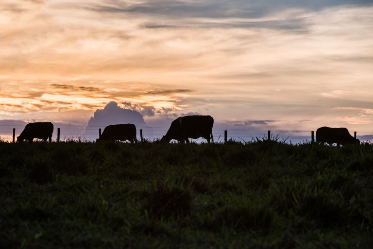 Silhueta de bois no pasto