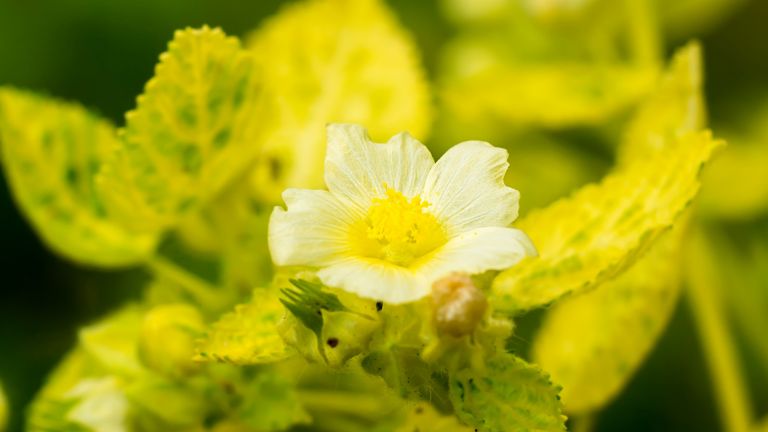 malva-branca (Sida cordifolia)