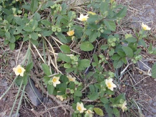 guanxuma (Sida santaremnensis)