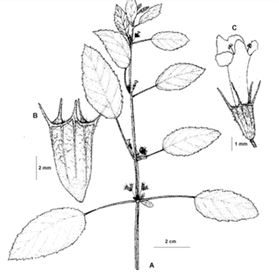 Características morfológicas da Hyptis suaveolens (cheirosa).