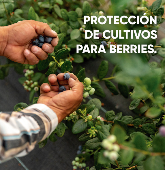 IMG-folleto_berries-3-LA-MX-V1.