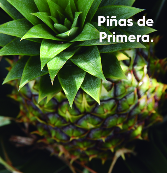 IMG-piña1-LA-MX-V1