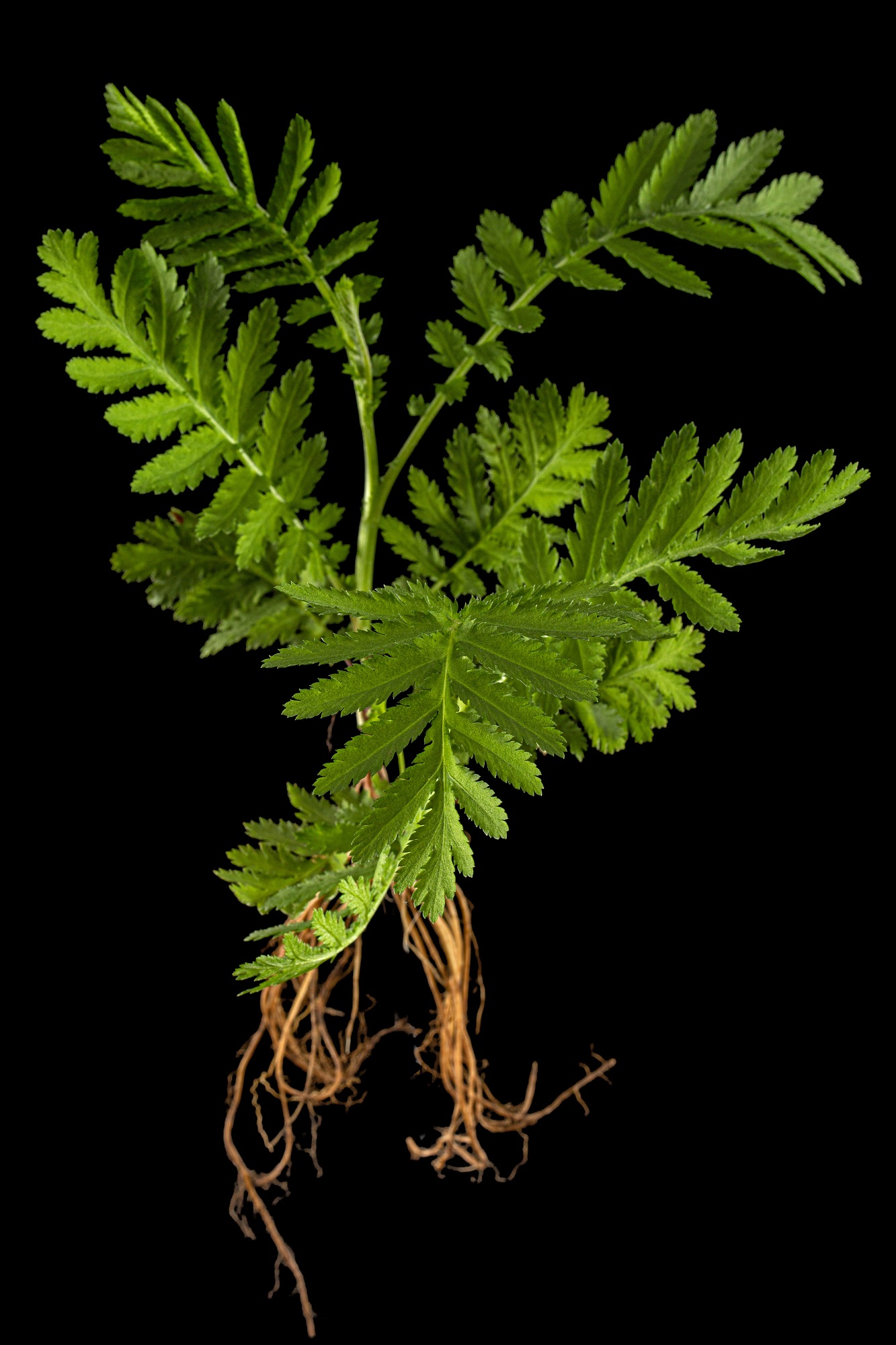 common tansy
