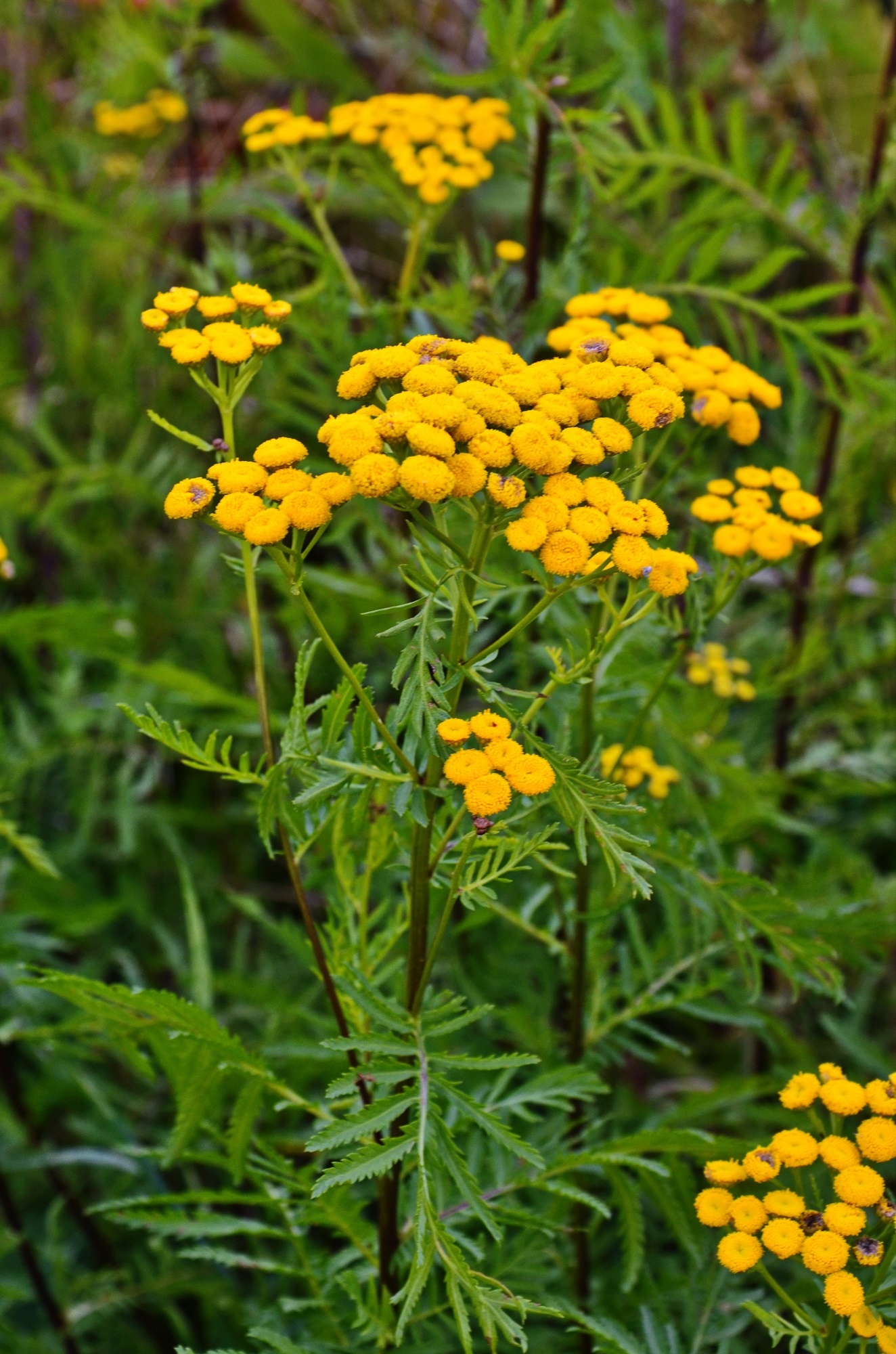 common tansy